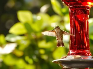 sweet nectar for hummingbirds